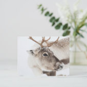 Rentier Nature Foto Postkarte (Stehend Vorderseite)