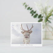 Rentier Nature Foto Postkarte (Stehend Vorderseite)