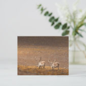 Rentier Nature Foto Postkarte (Stehend Vorderseite)