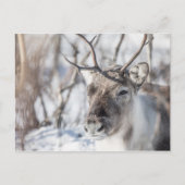 Rentier Nature Foto Postkarte (Vorderseite)
