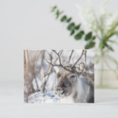 Rentier Nature Foto Postkarte (Stehend Vorderseite)