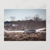 Rentier Nature Foto Postkarte (Vorderseite)