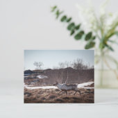 Rentier Nature Foto Postkarte (Stehend Vorderseite)