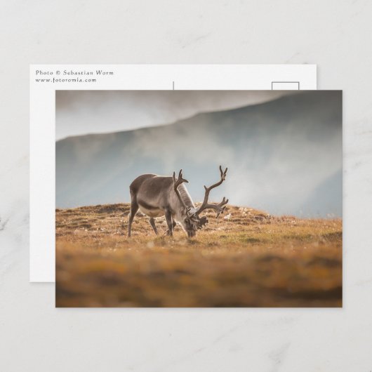 Rentier Nature Foto Postkarte (Vorne/Hinten)