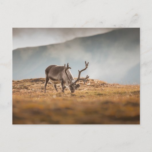 Rentier Nature Foto Postkarte (Vorderseite)