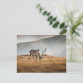 Rentier Nature Foto Postkarte (Stehend Vorderseite)