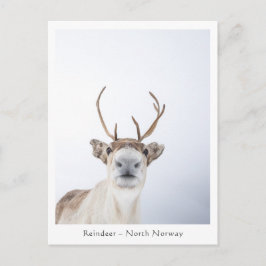 Rentier Nature Foto Postkarte