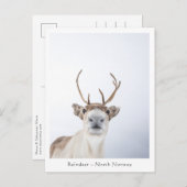 Rentier Nature Foto Postkarte (Vorne/Hinten)