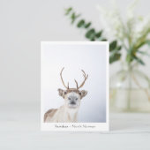 Rentier Nature Foto Postkarte (Stehend Vorderseite)