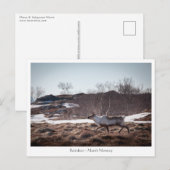Rentier Nature Foto Postkarte (Vorne/Hinten)
