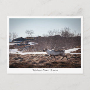 Rentier Nature Foto Postkarte