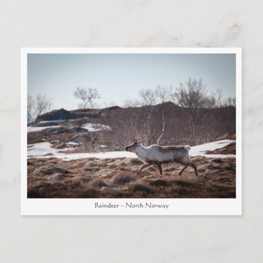 Rentier Nature Foto Postkarte (Vorderseite)