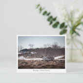 Rentier Nature Foto Postkarte (Stehend Vorderseite)