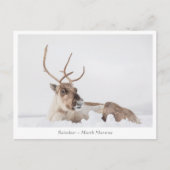 Rentier Nature Foto Postkarte (Vorderseite)