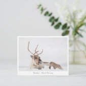 Rentier Nature Foto Postkarte (Stehend Vorderseite)