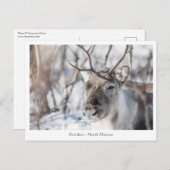 Rentier Nature Foto Postkarte (Vorne/Hinten)