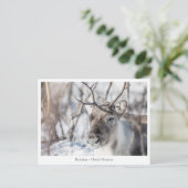 Rentier Nature Foto Postkarte (Stehend Vorderseite)