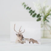 Rentier Nature Foto Postkarte (Stehend Vorderseite)