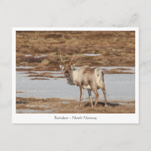 Rentier Nature Foto Postkarte