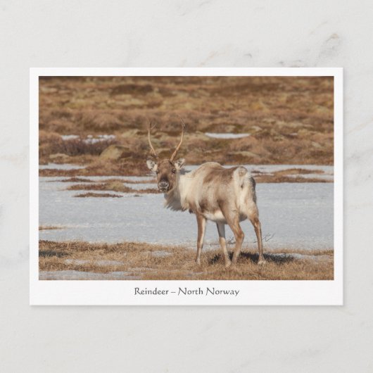 Rentier Nature Foto Postkarte (Vorderseite)