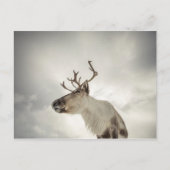 Rentier Nature Foto Postkarte (Vorderseite)