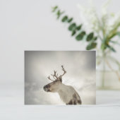 Rentier Nature Foto Postkarte (Stehend Vorderseite)