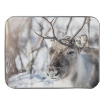 Rentier Nature Foto