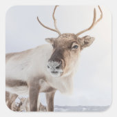 Rentier Nature Foto Quadratischer Aufkleber (Vorderseite)