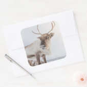 Rentier Nature Foto Quadratischer Aufkleber (Umschlag)