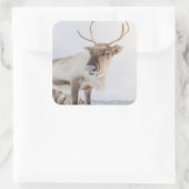 Rentier Nature Foto Quadratischer Aufkleber (Tasche)