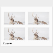 Rentier Nature Foto Rechteckiger Aufkleber (Blatt)