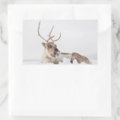 Rentier Nature Foto Rechteckiger Aufkleber (Tasche)