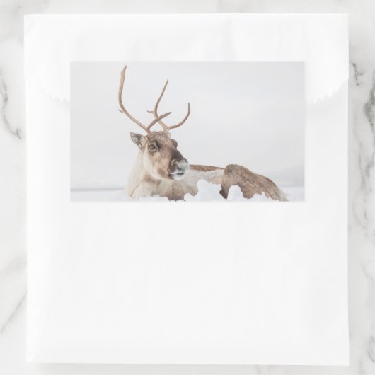 Rentier Nature Foto Rechteckiger Aufkleber (Tasche)
