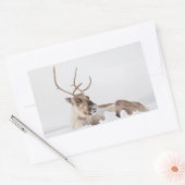 Rentier Nature Foto Rechteckiger Aufkleber (Umschlag)