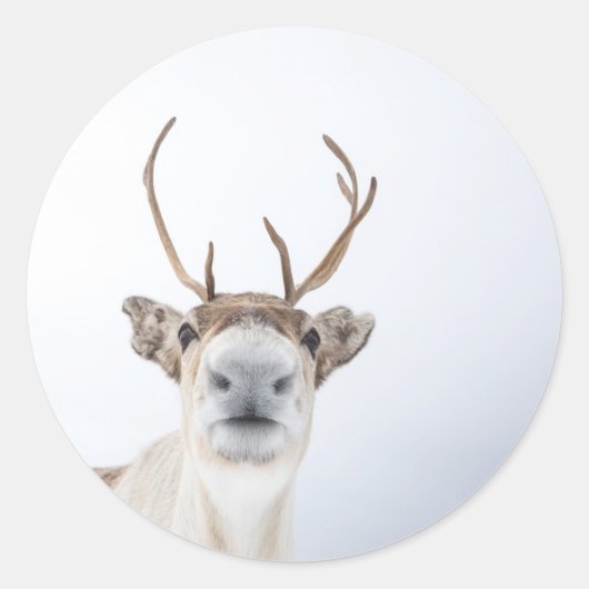 Rentier Nature Foto Runder Aufkleber (Vorderseite)