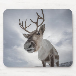 Rentier Naturfoto Mousepad