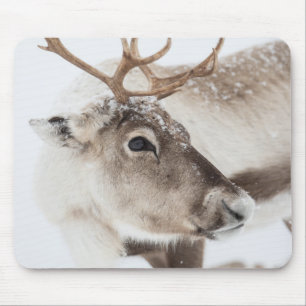 Rentier Naturfoto Mousepad