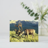 Rentier Postkarte (Stehend Vorderseite)