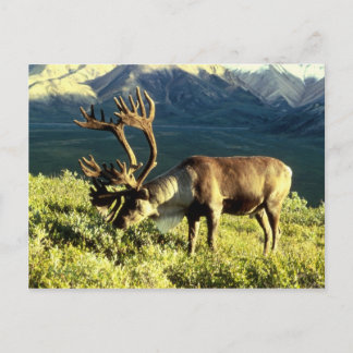 Rentier Postkarte