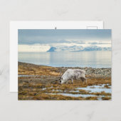 Rentiere in der landschaftlichen Arktis Postkarte (Vorne/Hinten)