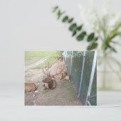Rentiere in Käfighaltung Postkarte (Stehend Vorderseite)