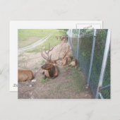 Rentiere in Käfighaltung Postkarte (Vorne/Hinten)