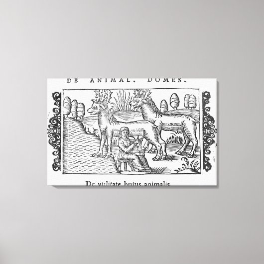 Rentiere Leinwanddruck (Vorderseite)