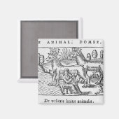 Rentiere Magnet (Vorderseite/Rückseite)