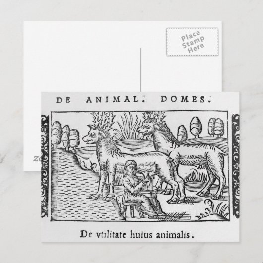 Rentiere Postkarte (Vorne/Hinten)