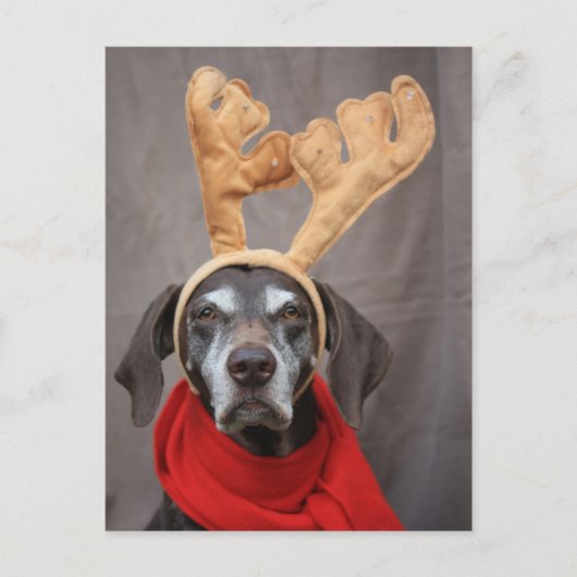 Rentiere Postkarte (Vorderseite)