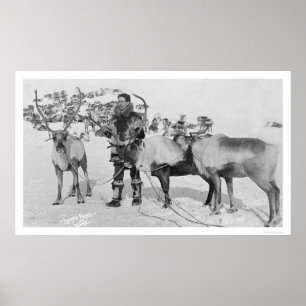 Rentierherde Alaska 1909 Poster