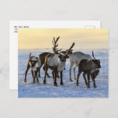 Rentierherde im Schnee Postkarte (Vorne/Hinten)