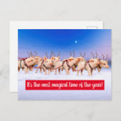 Rentierschweine Einladungspostkarte (Vorne/Hinten)