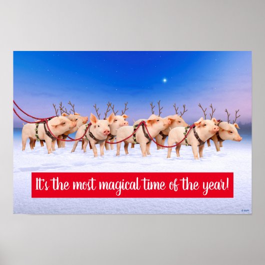 Rentierschweine Poster (Vorne)